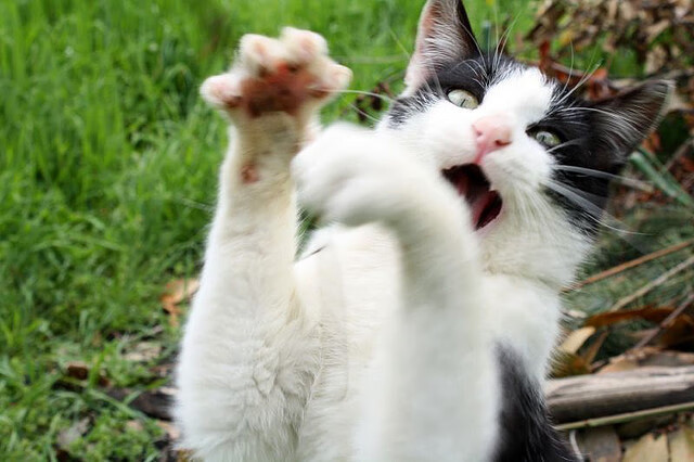 开云体育app-惊天逆转！绿军生死4.2秒靠的不是塔图姆？无名英雄改写剧本